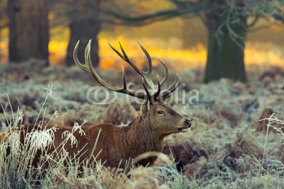 arturas kerdokas, Red deer (hirsch, horn, wald, heidekraut, safarie, moor, holland, baum, orange, holz, lila, paarungszeit, national park, jagd, natur, tier, wildlif)