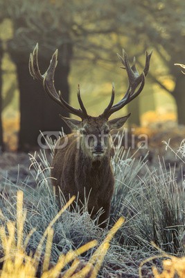 arturas kerdokas, Red deer (hirsch, horn, wald, heidekraut, safarie, moor, holland, baum, orange, holz, lila, paarungszeit, national park, jagd, natur, tier, wildlif)