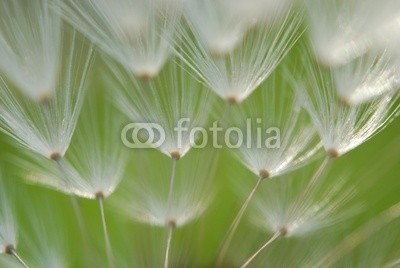 Anette Linnea Rasmus, dandelion seed (silhouette, pusteblume, samen, dandy, abstrakt, luft, backgrounds, verschwommen, botanisch, braun, close-up, details, verträumt, elegant, fallen, fein, flora, floral, blume, gärten, haarig, makro, wiese, natürlich, natur, draußen, pappus, muster)