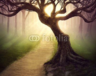 kevron2001, Forest pathway (baum, spaziergang, pfad, alt, wanderungen, trampelpfad, verfolgen, wald, holz, natur, gras, fels, feld, hell, licht, sonne, abenddämmerung, morgengrauen, nebel, nebel, abenteue)