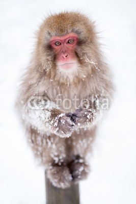 eyetronic, Rotgesichtsmakake in Japan (clown, japanmakak, makak, winter, japan, schnee, gesicht, japanisch, primate, asien, spiel, wildlife, makak, biest, 1, primate, rot, draußen, natur, affen, wildnis, schneeflocke, mantel, close-up, hochformat, vertika)