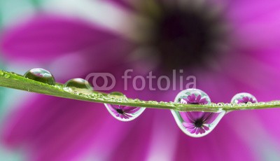 roberaten, reflection of daisy flower (close-up, blume, makr)
