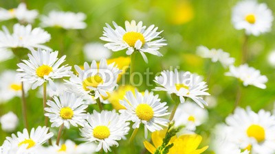 Floydine, Gänseblümchen (gänseblümchen, sommer, blume, wiese, wellness, urlaub, urlaub, time out, erholung, draußen, entspannen, frühling, weiß, erholung, park, rahe, grün, landschaft, backgrounds, gras, natur, natürlich, ökologie, organisch, umweltschutz, umwel)