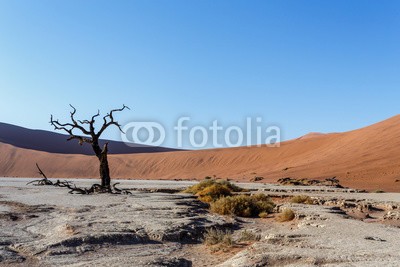 artush, beautiful landscape of Hidden Vlei in Namib desert (akazie, abenteuer, afrika, afrikanisch, dürre, schwarz, blau, verzweigt, braun, tot, tod, wüste, verlassen, trockenheit, trocken, düne, hitze, hot, landschaft, lonely, namibia, national, natur, alt, orange, pfanne, park, rot, entfernt, salz, sand, sandi)