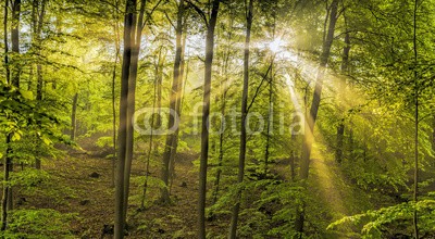 Blickfang, Sonne Nebel Wald (sonne, nebel, wald, leuchten, natur, jahreszeit, frühling, nass, feucht, sonnenstrahl, natürlich, sonnenschein, wildnis, ökologie, baum, baumstamm, baumstamm, blatt, lich)