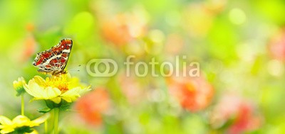Floydine, Summer  -  Garden with beautiful flowers and butterfly (banner, panorama, blume, schmetterling, rahe, sommer, glückwunschkarte, glück wünschen, glück wünschen, karte, wiese, wellness, spa, bunt, sonne, sonnenschein, draußen, kur, hübsch, schönheit, natur, grün, erholung, entspannung, time ou)