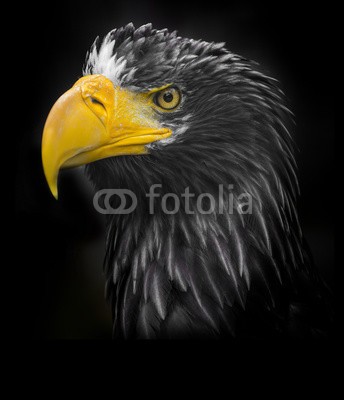 Vera Kuttelvaserova, Steller's sea eagle (Haliaeetus pelagicus) (kopf, close-up, details, auge, tier, schnäbel, vögel, adler, gesicht, federn, freiheit, natur, niemand, portrait, räuber, profile, raubvögel, wild, wildlife, schwarz, dunkel, hintergrun)