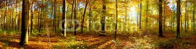 John Smith, Wald Panorama mit Sonnenstrahlen (wald, sonne, herbst, baum, panorama, natur, sonnenuntergänge, waldboden, sonnenstrahl, baumstamm, sonnenschein, nadelwald, laub, herbst, wald, grün, leuchten, farbe, backgrounds, blatt, umwelt, umweltschutz, sunlight, ast, erholung, entspannun)