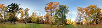 TTstudio, Forest autumn panorama in park (panorama, 360, wald, panoramisch, sonnenuntergänge, park, herbst, landschaft, baum, grade, natur, grün, umwelt, fallen, laubwerk, sonne, frühling, gärten, gelb, natürlich, bunt, jahreszeit, landschaftlich, sunlight, schöner, sunrise, einträchti)