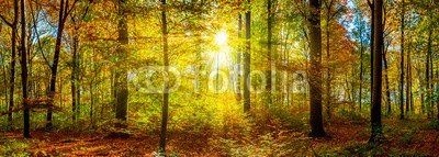 John Smith, Wald Panorama im Herbst mit Sonnenstrahlen (wald, sonne, baum, natur, herbst, backgrounds, blatt, grün, morgensonne, sonnenstrahl, panorama, ländlich, hübsch, märchenwald, licht, sunlight, sunrise, erholung, natürlich, umwelt, jahreszeit, draußen, flora, pflanze, dynamisch, baumstamm, frisc)