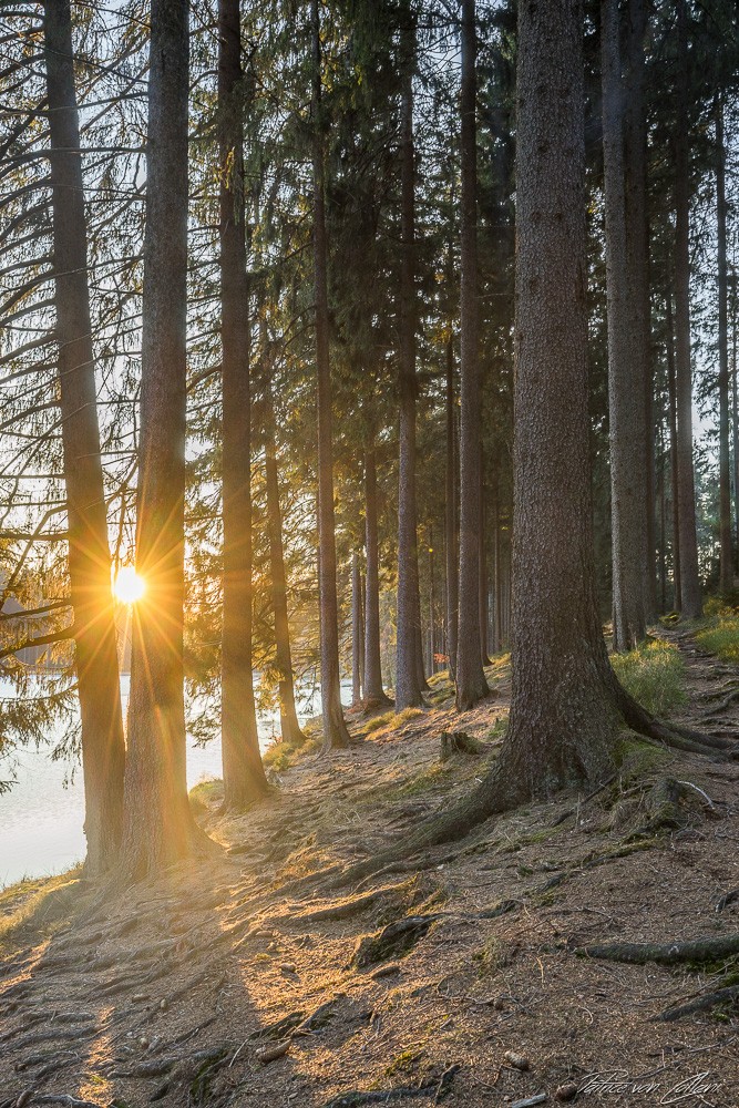 Konfiguration benutzen (Wald, Bäume, Baumstämme, Natur, Sonnenstrahlen, Fotografie, Wunschgröße, Treppenhaus, Wohnzimmer)