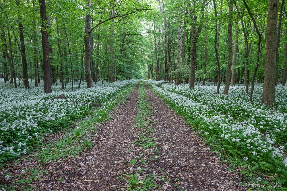 Konfiguration benutzen (Natur, Wald, Frühling, Blüte, Kräuter, Waldweg, Sonnenlicht,  Fotografie, Wunschgröße, Treppenhaus,)