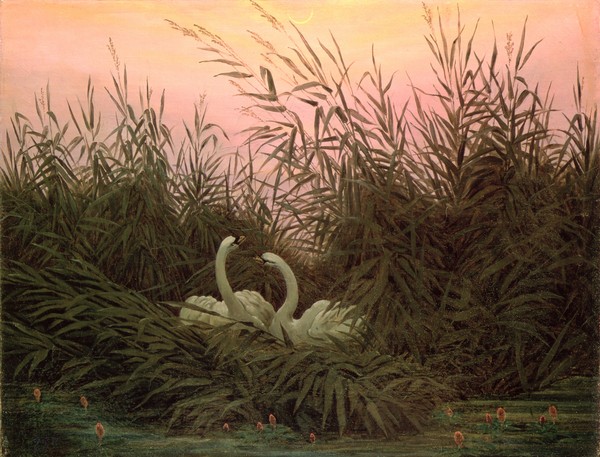 Caspar David Friedrich, Swans in the Reeds, c.1820 (oil on canvas) (Schwäne, Wasservögel, Tiere, Dickicht, Schilf, Versteck, Romantik, Malerei, Klassiker, Wohnzimmer, Wunschgröße, bunt)