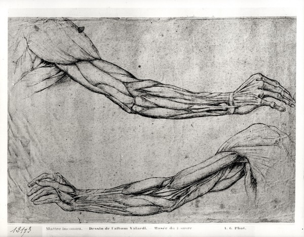 Leonardo da Vinci, Study of Arms (pen & ink on paper)
