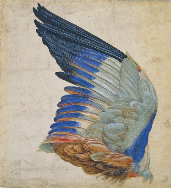 Hans Hoffmann, Wing of a Blue Roller, copy of an original by Albrecht Durer of 1512 (w/c on paper) (Flügel, Vogelflügel, Blauracke, Federn, Dürer, Adaption, Kopie, Malerei, Wunschgröße, Treppenhaus, Wohnzimmer, bunt)