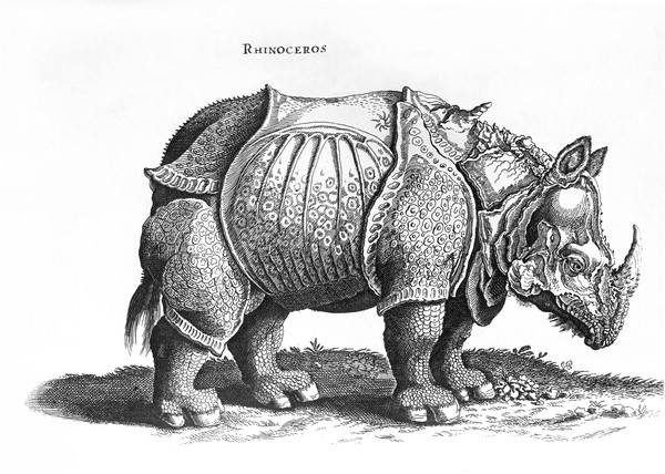ALBRECHT Dürer, Rhinoceros, no.76 from 'Historia Animalium' by Conrad Gesner (1516-65) published in July 1815 (engraving) (b/w photo) (Nashorn, Panzer, Tier, Großwild, Studie, Klassiker, Alte Meister, Grafik, Wohnzimmer, Treppenhaus, Renaissance, Wunschgröße, schwarz/weiß)