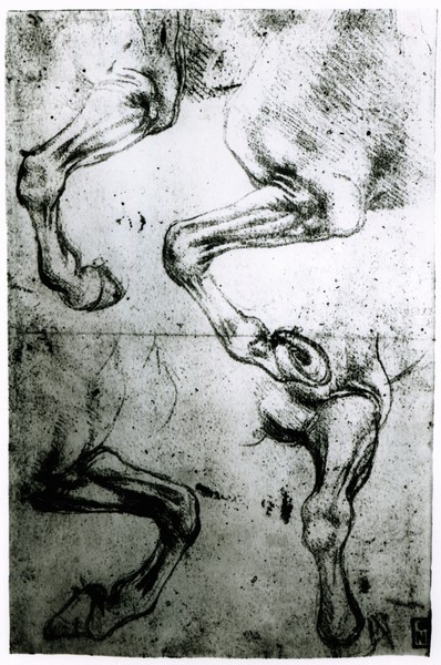 Leonardo da Vinci, Studies of Horses legs (pen and ink on paper)