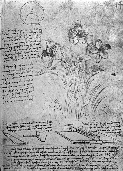 Leonardo da Vinci, Studies of Violas (Viola odorata and Viola canina), fol. 14r from Manuscript B, c.1487-90 (pen and ink on paper)