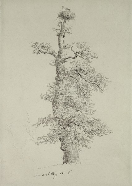 Caspar David Friedrich, Ancient Oak Tree with a Stork's Nest, 23rd May 1806 (pencil on paper) (Baum, Eiche, Storchennest, Botanik, Pflanzen, Studie, Romantik, Zeichnung, Klassiker, Wohnzimmer, Wunschgröße, schwarz/weiß)