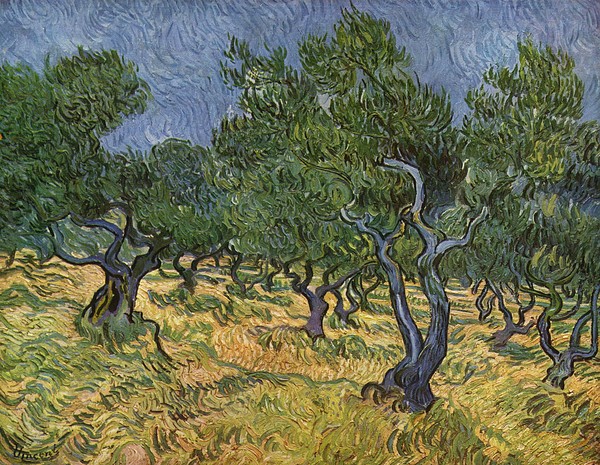 Vincent van Gogh, Olive Orchard mid-June, 1889 (oil on canvas)