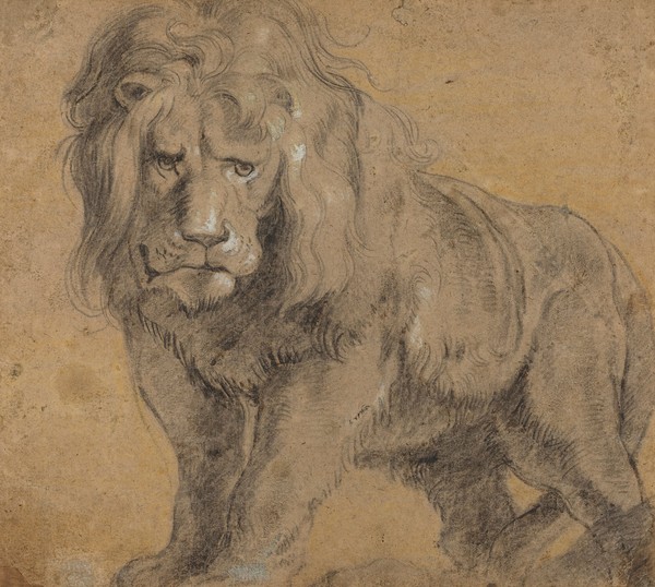Peter Paul Rubens, Lion, c.1612-13 (black chalk on paper)