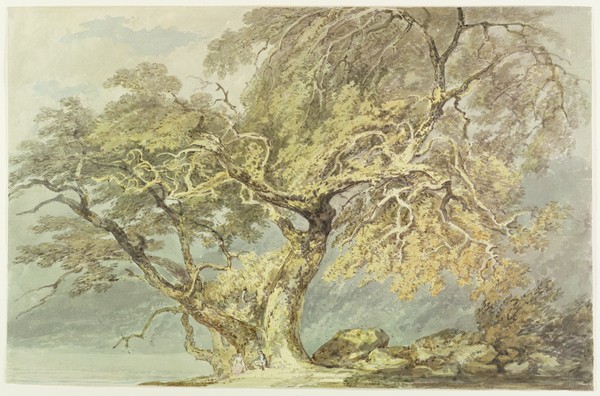 Joseph Mallord William Turner, A Great Tree, c.1796 (w/c over graphite on paper)