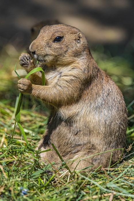 Konfiguration benutzen (Präriehund, Erdhörnchen, Tier, Gras, fressen, niedlich, Fotografie, Treppenhaus, Tierarztpraxie, Treppenhaus, Wunschgröße, bunt)