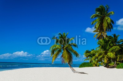 A.Jedynak, Tropical sandy beach with palm trees, Dominican Republic (Wunschgröße, Fotografie, Meeresbrise, Strand, Dominikanische Republik, Palmen, Erholung, Entspannung, Urlaub, Tourismus,Sommer, Wärme, Badezimmer, Arztpraxis, Schlafzimmer, bunt)