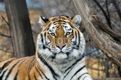 A_Lein, Sibirischer Tiger (tiger, biest, säugetier, wild animals, weiblich, wildnis, afrika, afrikanisch, anblick, angriffslustig, auge, baum, blick, charmant, feindlich, tierpark, park, tierpark, safarie, gefährlich, groß, haare, himmel, hintergrund, katze, kenya, kopf, mun)