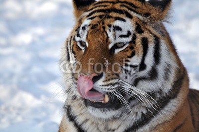 A_Lein, Sibirischer Tiger (tiger, biest, säugetier, wild animals, weiblich, wildnis, afrika, afrikanisch, anblick, angriffslustig, auge, baum, blick, charmant, feindlich, tierpark, park, tierpark, safarie, gefährlich, groß, haare, himmel, hintergrund, katze, kenya, kopf, mun)