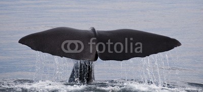 aavideos, Sperm Whale shot on the Kaikoura Coastline, New Zealand (Wunschgröße, Meeresbrise, Natur, Wal, Fluke, Walfluke, Säugetier, Freiheit, Naturschutz, Lebewesen, Meerestier, bedrohte Tierwelt, Arztpraxis, Wohnzimmer, Jugendzimmer, Badezimmer, , bunt)