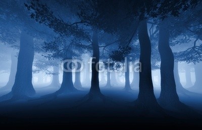 adimas, dark forest (Wunschgröße, Fotografie, Fotokunst, Natur, Landschaft, Bäume, Wald, Dunkelheit, Dunst, bedrohlich, Wohnzimmer, grau / blau)