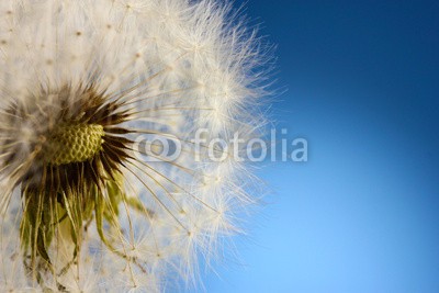 Africa Studio, Beautiful dandelion with seeds on blue background (pusteblume, samen, blau, hintergrund, schöner, blühen, verdammt, blühen, schließen, close-up, feinfühlig, details, trocken, floral, blume, blume, flaum, flaumig, zerbrechlich, zerbrechlichkeit, frische, kopf, leichtgewicht, wiese, natur, niemand,)