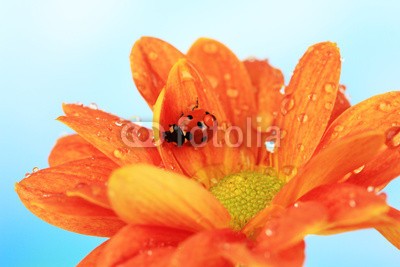 Africa Studio, Beautiful ladybird  on flower, close up (marienkäfer, schließen, auf, tier, schöner, schönheit, käfer, biologie, schwarz, blau, botanik, hell, kamille, close-up, gänseblümchen, tau, entladen, fallen lassen, flora, blume, frieden, insekt, marienkäfer, life, makro, natur, 1, orange, drauße)