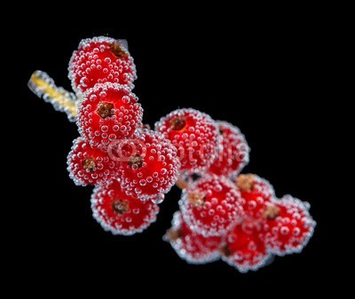 Africa Studio, Beautiful ripe red currant in water with bubbles, isolated (reif, rot, rosinen, wasser, isoliert, hintergrund, schöner, beere, beere, getränke, schwarz, verzweigt, hell, blase, blase, bündel, schließen, close-up, verfärbt, rosinen, dunkel, details, trinken, entladen, fallen lassen, exotisch, strömend, esse)