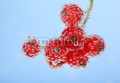 Africa Studio, Beautiful ripe red currant in water with bubbles, isolated (reif, rot, rosinen, wasser, hintergrund, schöner, beere, beere, getränke, blau, verzweigt, hell, blase, blase, bündel, schließen, close-up, verfärbt, rosinen, details, trinken, entladen, fallen lassen, exotisch, strömend, essen, frisch, obst, ga)