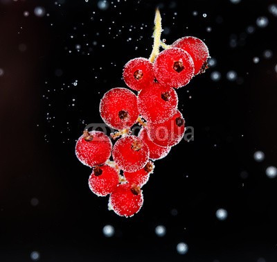 Africa Studio, Beautiful ripe red currant in water with bubbles, isolated (reif, rot, rosinen, wasser, isoliert, hintergrund, schöner, beere, beere, getränke, schwarz, verzweigt, hell, blase, blase, bündel, schließen, close-up, verfärbt, rosinen, dunkel, details, trinken, entladen, fallen lassen, exotisch, strömend, esse)