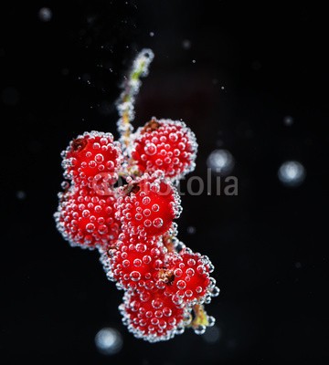 Africa Studio, Beautiful ripe red currant in water with bubbles, isolated (reif, rot, rosinen, wasser, isoliert, hintergrund, schöner, beere, beere, getränke, schwarz, verzweigt, hell, blase, blase, bündel, schließen, close-up, verfärbt, rosinen, dunkel, details, trinken, entladen, fallen lassen, exotisch, strömend, esse)