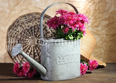 Africa Studio, Bouquet of pink chrysanthemum in watering can on wooden table (rosa, chrysanthemum, bewässerung, dose, hölzern, tisch, herbst, hintergrund, schöner, blühen, verdammt, blühen, botanisch, botanik, blumenstrauss, braun, bündel, karte, schließen, verfärbt, tage, flora, blume, blume, frisch, geschenk, grau, grupp)