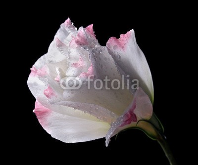 Africa Studio, Eustoma flower, isolated on black (isoliert, schwarz, hintergrund, schöner, schönheit, blühen, blühen, botanisch, blumenstrauss, hell, knospe, schließen, close-up, verfärbt, tage, dekorativ, eleganze, flora, blume, frisch, frische, grün, makro, natur, niemand, 1, blütenblätte)