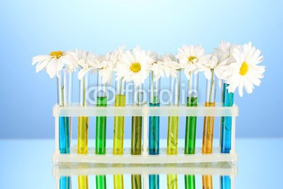 Africa Studio, flowers in test tubes on blue background (probe, rohr, blau, hintergrund, schöner, schönheit, blühen, verdammt, blühen, botanisch, blumenstrauss, chemisch, close-up, verfärbt, bunt, farb, gänseblümchen, details, ausstattung, feld, floral, blume, wald, frisch, grün, holders, labor, labo)