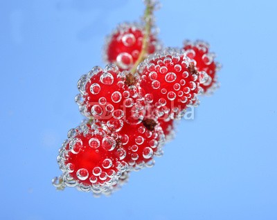 Africa Studio, Beautiful ripe red currant in water with bubbles, isolated (reif, rot, rosinen, wasser, hintergrund, schöner, beere, beere, getränke, blau, verzweigt, hell, blase, blase, bündel, schließen, close-up, verfärbt, rosinen, details, trinken, entladen, fallen lassen, exotisch, strömend, essen, frisch, obst, ga)