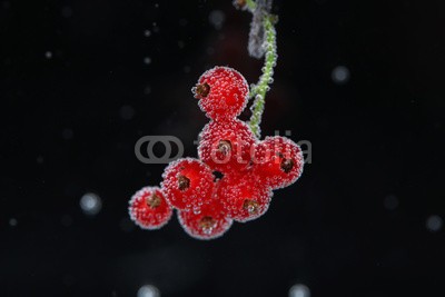 Africa Studio, Beautiful ripe red currant in water with bubbles, isolated (reif, rot, rosinen, wasser, isoliert, hintergrund, schöner, beere, beere, getränke, schwarz, verzweigt, hell, blase, blase, bündel, schließen, close-up, verfärbt, rosinen, dunkel, details, trinken, entladen, fallen lassen, exotisch, strömend, esse)