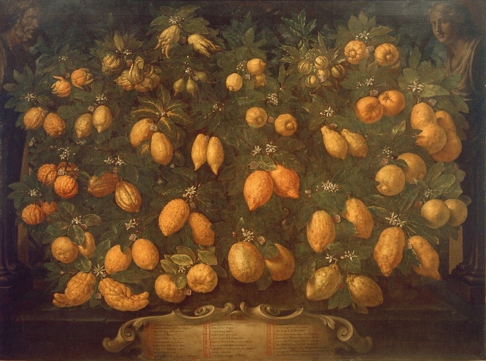 Bartolomeo Bimbi, Zitrusfrüchte  (Stillleben, Zitronen, Früchte, Zitrusfrüchte, Botanik, Klassiker, Wunschgröße, Malerei, Esszimmer, Wohnzimmer, bunt)