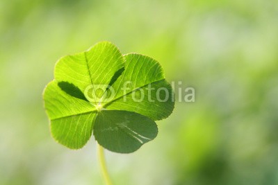 AKI's Palette, four leaf clover (Wunschgröße, Fotografie, Photografie, Nahaufnahme, Natur, Pflanze, Klee, Vierblättriges Kleeblatt, Glück, Wellness, Schlafzimmer, Flur, grün)