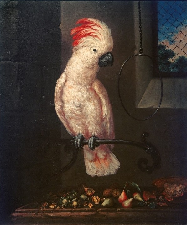 Bartolomeo Bimbi, Weißer Papagei  (Kakadu, Vogel, exotisch, Tiere, Ornothologie, Klassiker, Wunschgröße, Malerei, Esszimmer, Wohnzimmer, bunt)