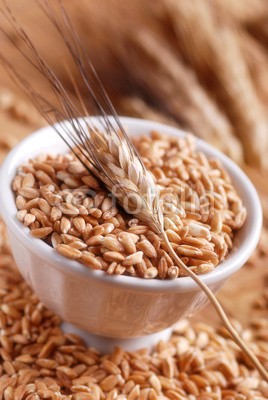al62, chicchi di grano nella ciotola bianca (weizen, kerne, landwirtschaft, essen, weizen, getreide, getreide, ernährung, ungekocht, goldene, ernte, schüsse)