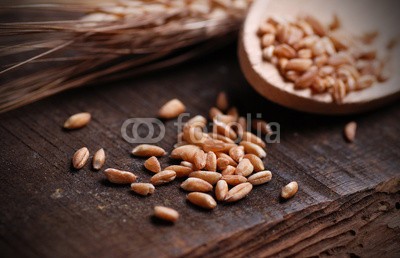 al62, chicchi di grano sulla tavola di legno (weizen, kerne, landwirtschaft, essen, weizen, getreide, getreide, ernährung, ungekocht, goldene, ernte, hol)