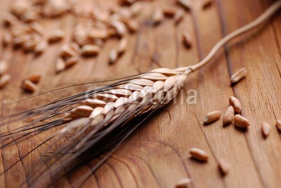 al62, spiga di grano con chicchi (weizen, kerne, landwirtschaft, essen, weizen, getreide, getreide, ernährung, ungekocht, goldene, ernt)