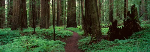 Alain Thomas, Redwoods Path